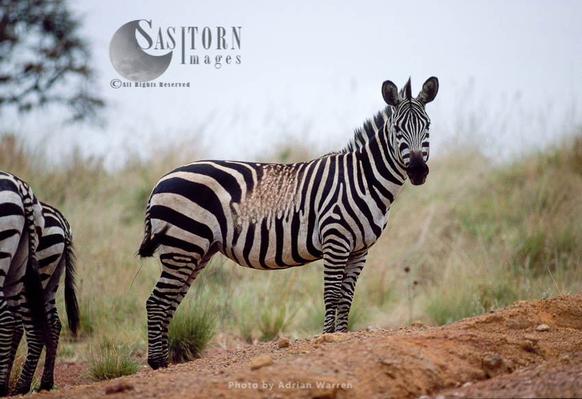 Burchell's Zebra (Equus burchelli), Etosha National Park, Namibia, Africa