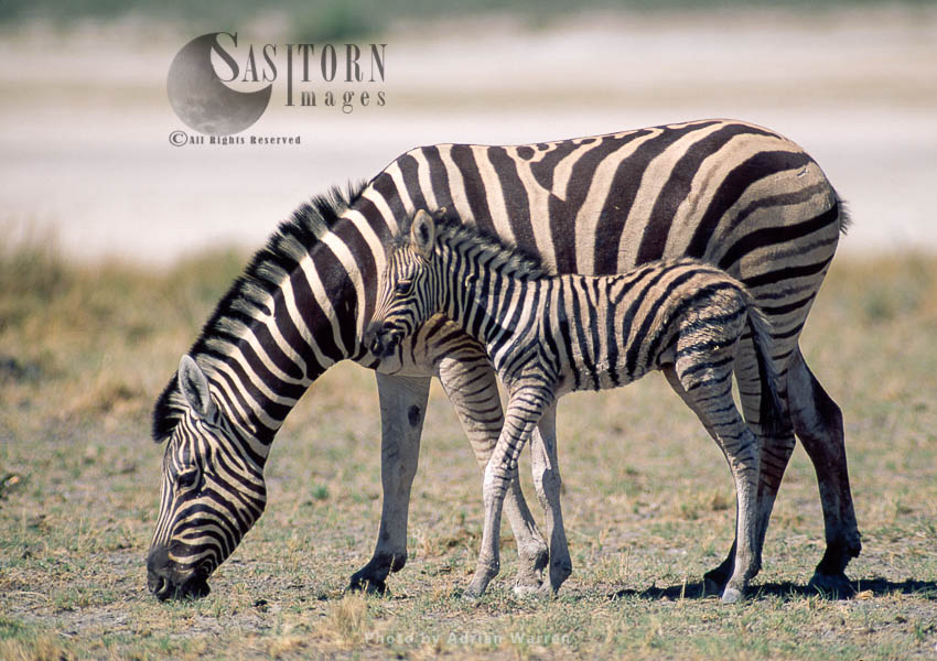 Burchell's Zebra (Equus burchelli), mother and foal grazing, Etosha National Park, Namibia, Africa