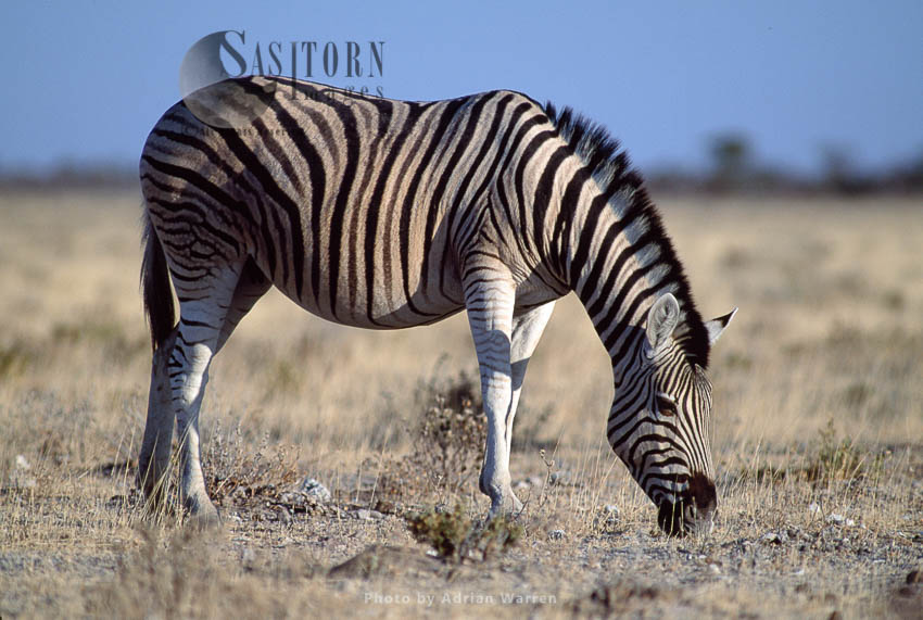 Burchell's Zebra (Equus burchelli), grazing, Etosha National Park, Namibia