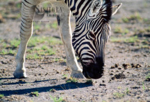 Burchell's Zebra (Equus burchelli), grazing, Etosha National Park, Namibia