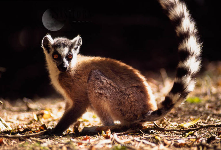 Ring-tailed Lemur (Lemur catta), Berenty, Southern Madagascar
