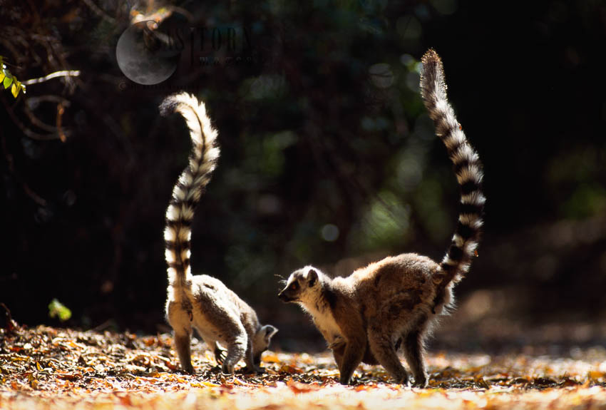 Ring-tailed Lemur (Lemur catta) walking, Berenty, Southern Madagascar