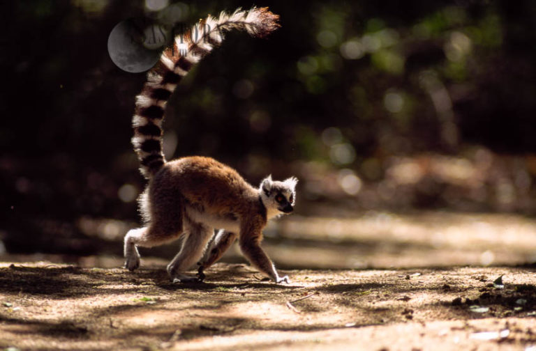 Ring-tailed Lemur (Lemur catta) walking, Berenty, Southern Madagascar