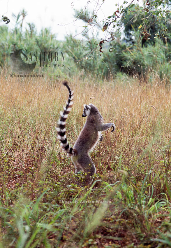 Ring-tailed Lemur (Lemur catta), Berenty, Southern Madagascar