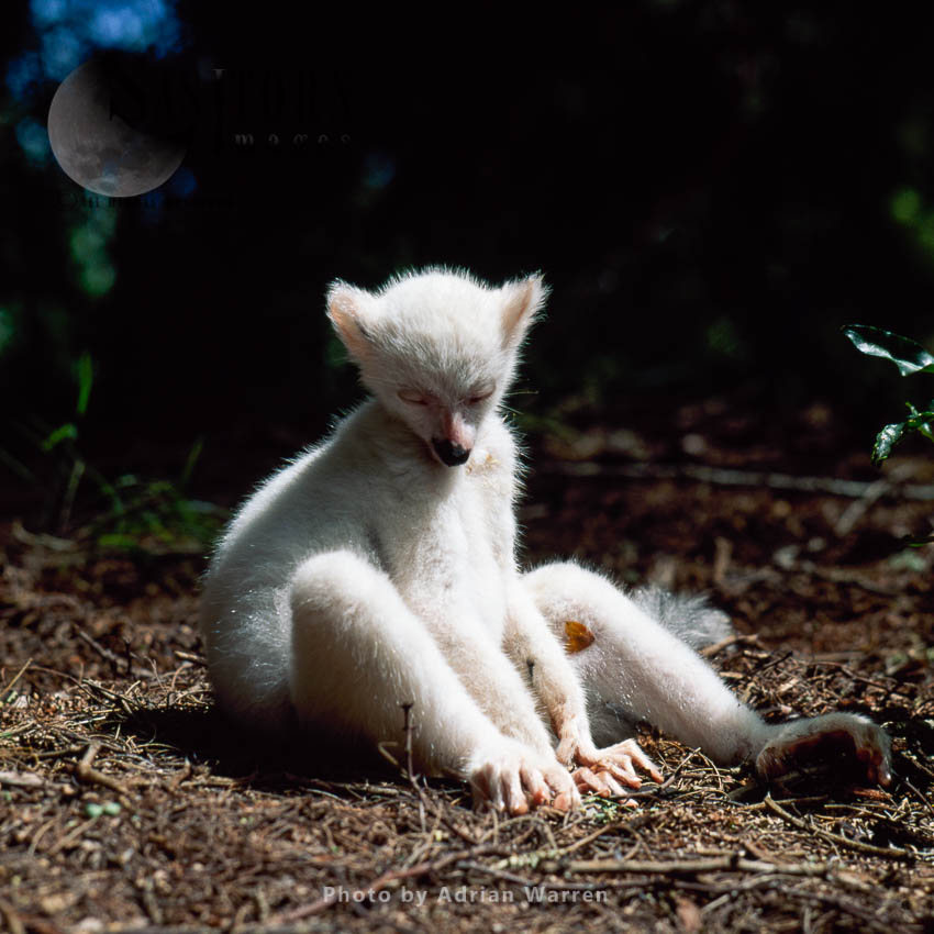 Ring-tailed Lemur (Lemur catta): all white baby male albino lemur resting on forest floor, Berenty, Madagascar