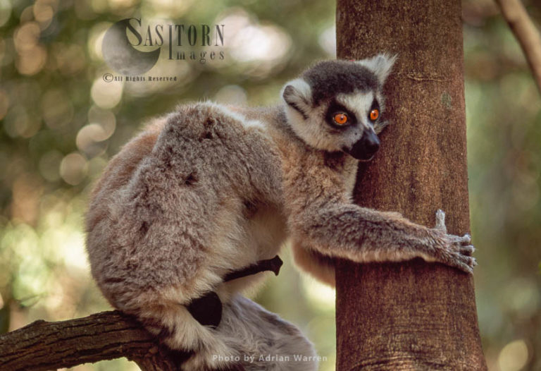 Ring-tailed Lemur (Lemur catta) male on tree, Berenty, Southern Madagascar