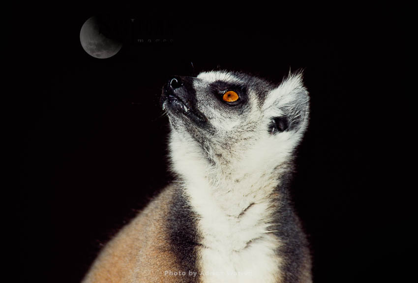 Ring-tailed Lemur (Lemur catta) portrait, Berenty, Southern Madagascar