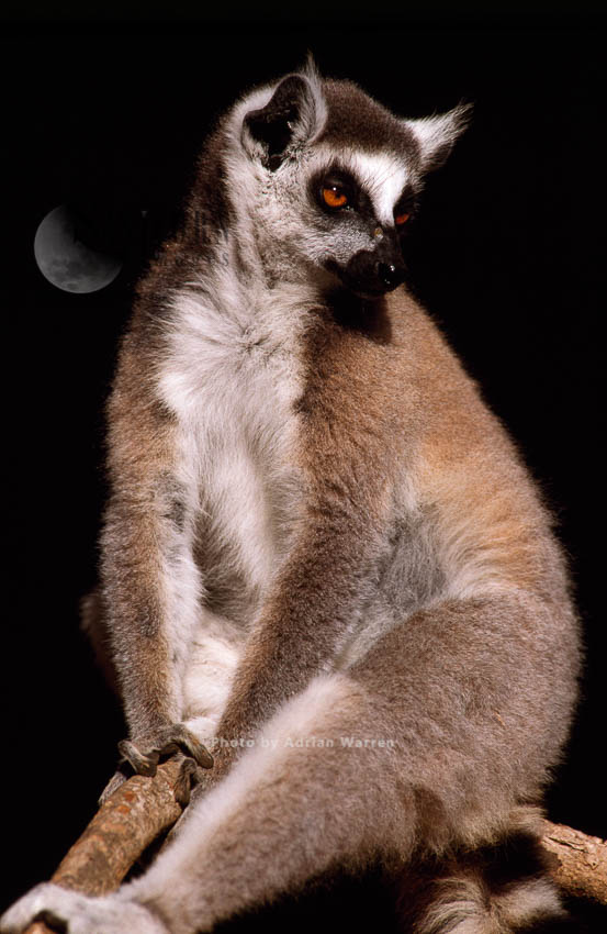 Ring-tailed Lemur (Lemur catta) resting, Berenty, Southern Madagascar