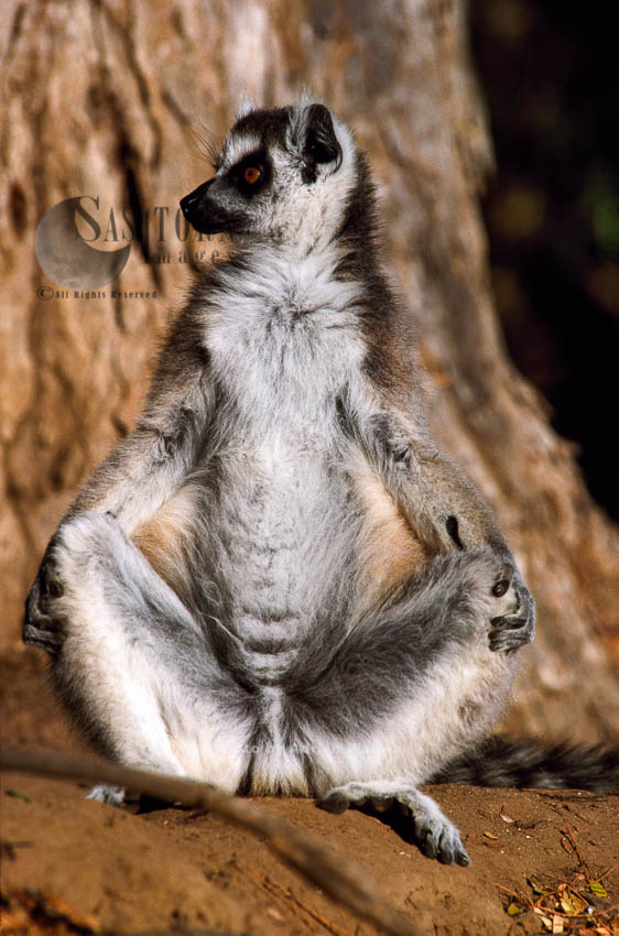 Ring-tailed Lemur (Lemur catta) sunbathing on ground, Berenty, Madagascar