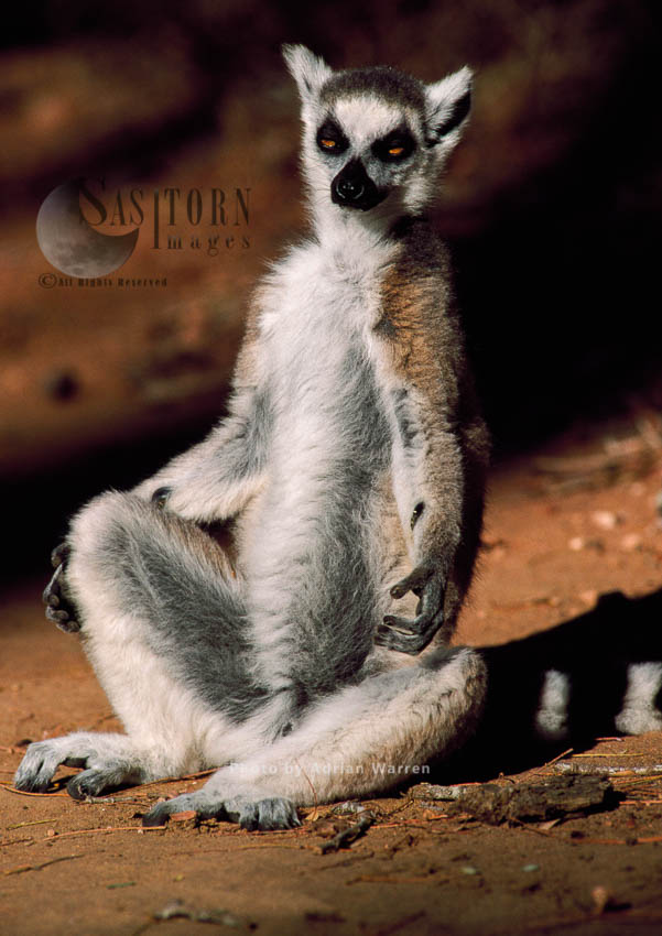 Ring-tailed Lemur (Lemur catta) sunbathing on ground, Berenty, Madagascar