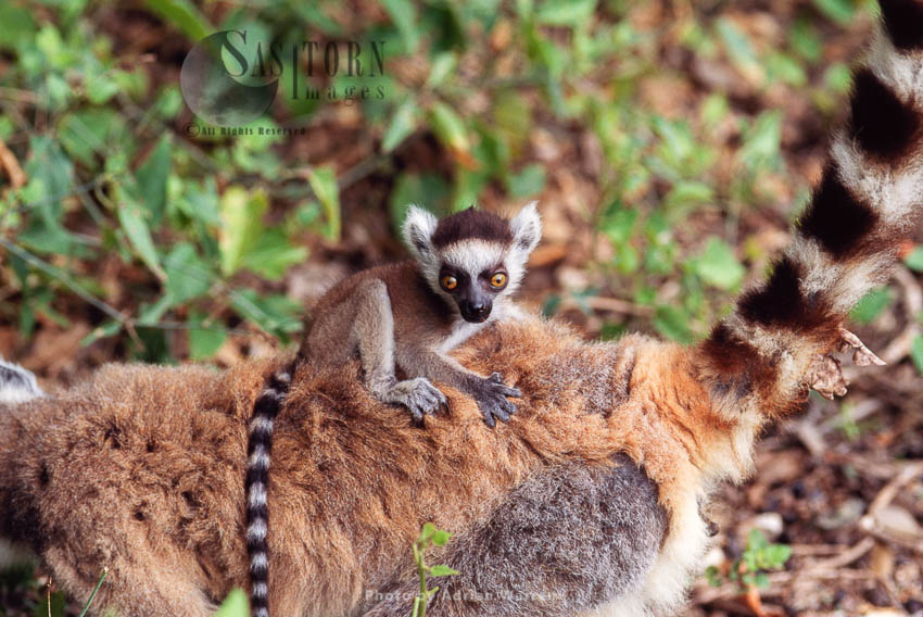 Ring-tailed Lemur (Lemur catta) baby clinging on mum's back, Berenty, Southern Madagascar