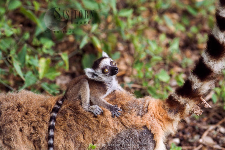 Ring-tailed Lemur (Lemur catta) baby clinging on mum's back, Berenty, Southern Madagascar