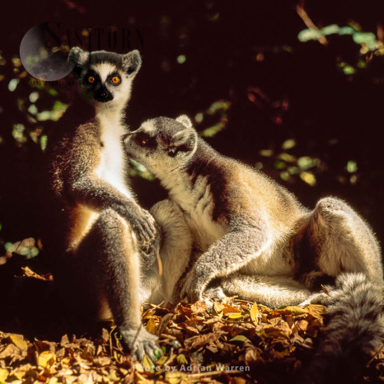 Ring-tailed Lemurs grooming (Lemur catta) grooming, Berenty, Southern Madagascar