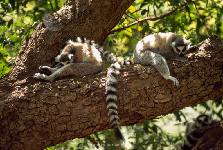 Ring-tailed Lemurs (Lemur catta) resting (taking siesta) on tree, Berenty, Madagascar
