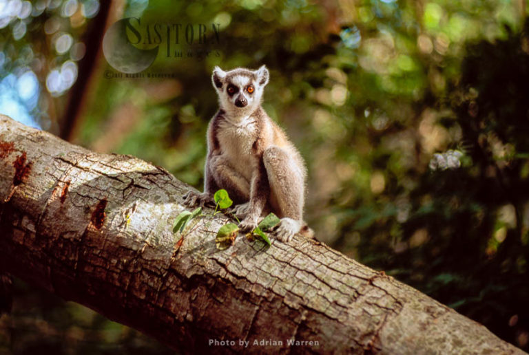 Ring-tailed Lemur (Lemur catta) sitting on tree, Berenty, Southern Madagascar