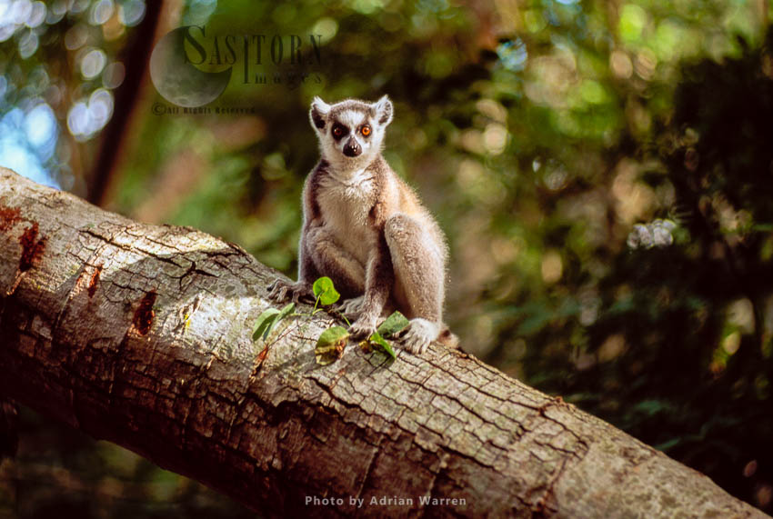 Ring-tailed Lemur (Lemur catta) sitting on tree, Berenty, Southern Madagascar
