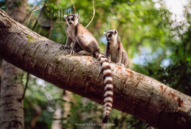 Ring-tailed Lemurs (Lemur catta) resting on tree trunk, Berenty, Southern Madagascar