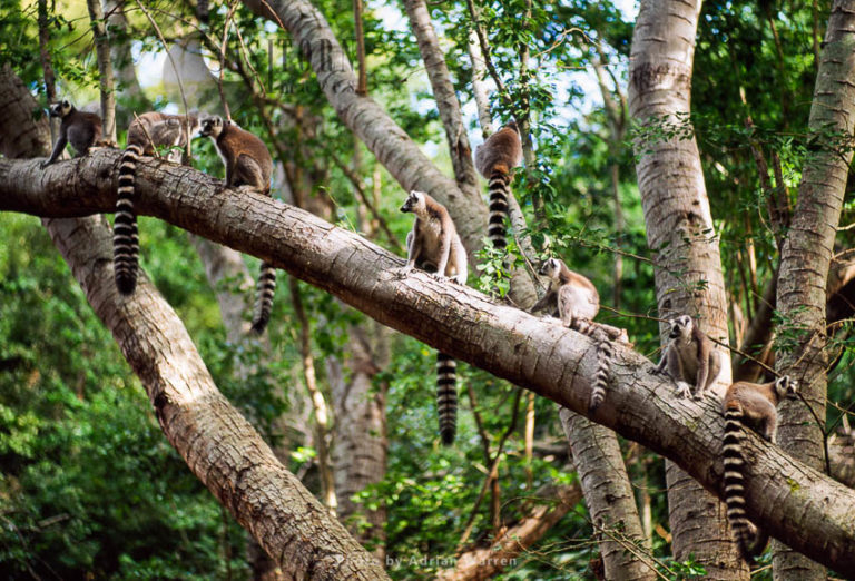 Ring-tailed Lemurs (Lemur catta) group resting on tree, Berenty, Southern Madagascar