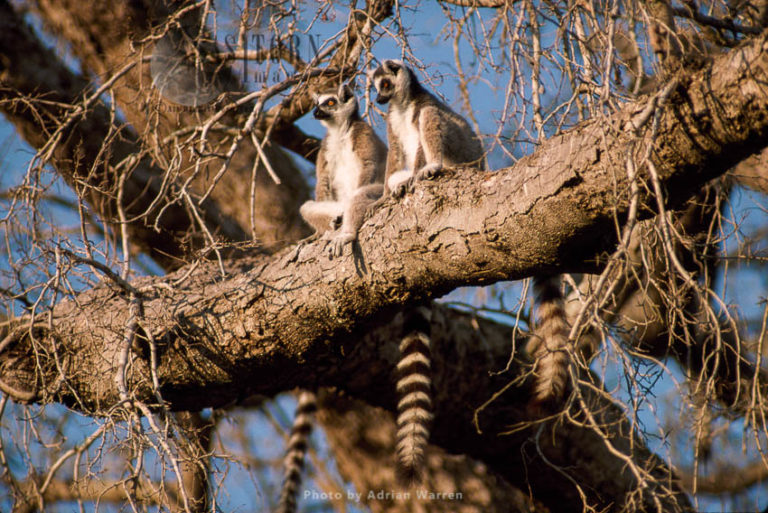 Ring-tailed Lemurs (Lemur catta) group sunbathing on tree, Berenty, Southern Madagascar
