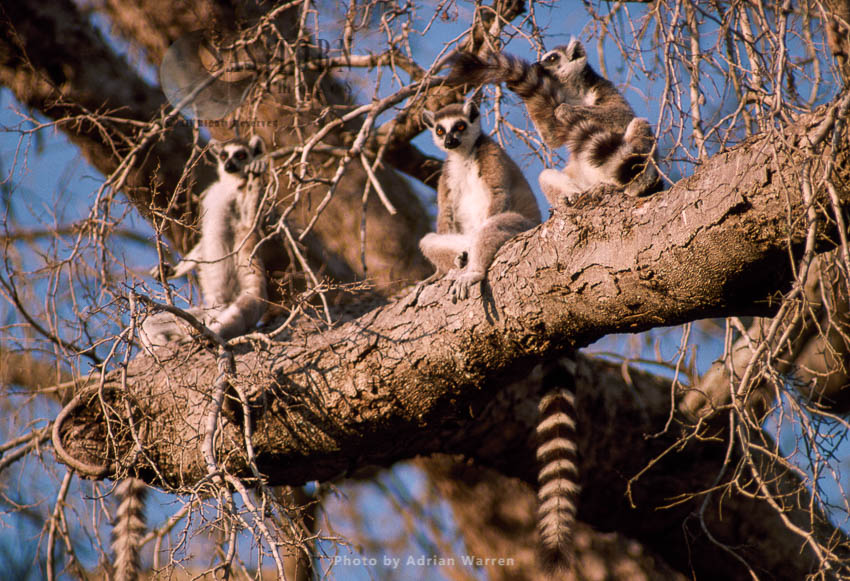 Ring-tailed Lemurs (Lemur catta) group sunbathing on tree, Berenty, Southern Madagascar