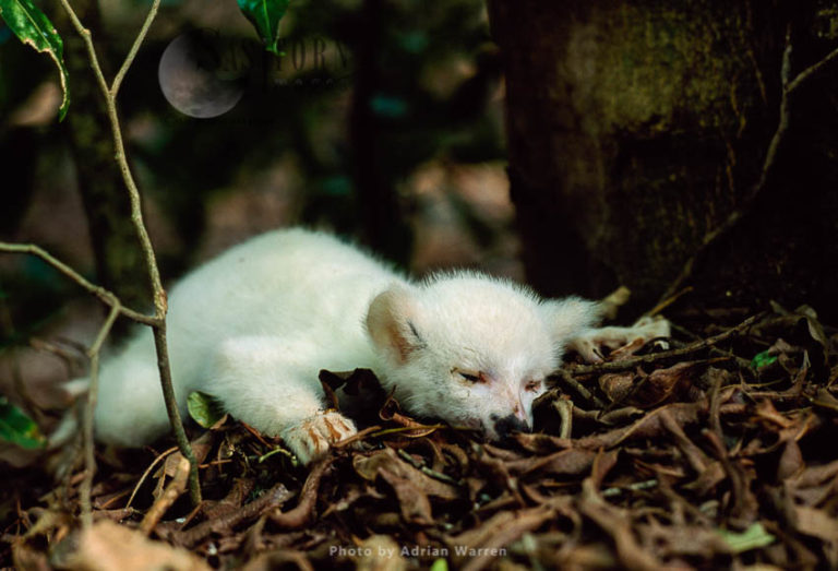 Ring-tailed Lemur (Lemur catta): dead all white baby male  albino, Berenty, Southern Madagascar