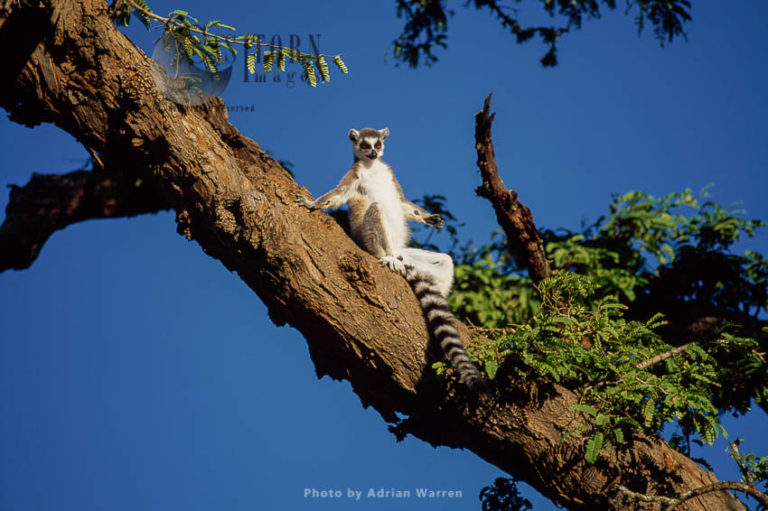 Ring-tailed Lemurs (Lemur catta) sunbathing on tree, Berenty, Southern Madagascar