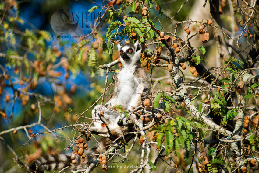 Ring-tailed Lemurs (Lemur catta) sunbathing on tree, Berenty, Southern Madagascar