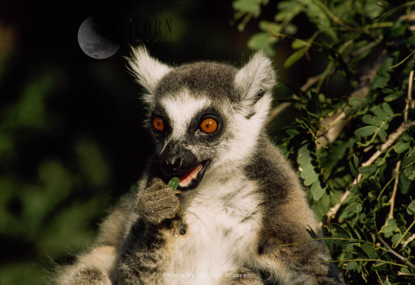 Ring-tailed Lemur (Lemur catta) feeding on leaves of tamarind tree, Berenty, Madagascar
