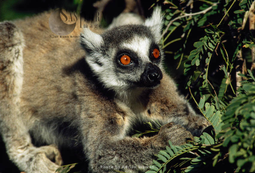 Ring-tailed Lemur (Lemur catta) feeding on leaves of tamarind tree, Berenty, Madagascar
