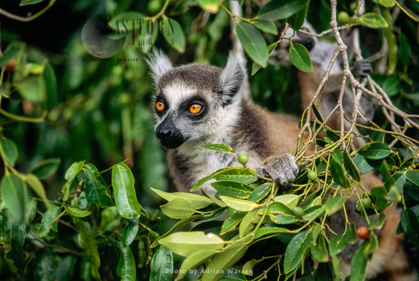Ring-tailed Lemur (Lemur catta) feeding on leaves and burries, sunbathing, Berenty, Madagascar