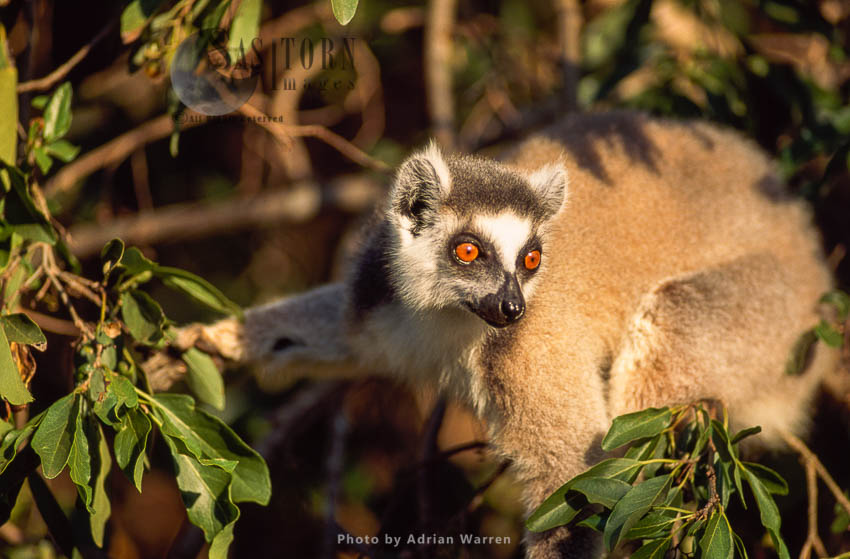 Ring-tailed Lemur (Lemur catta) feeding on leaves and burries, sunbathing, Berenty, Madagascar