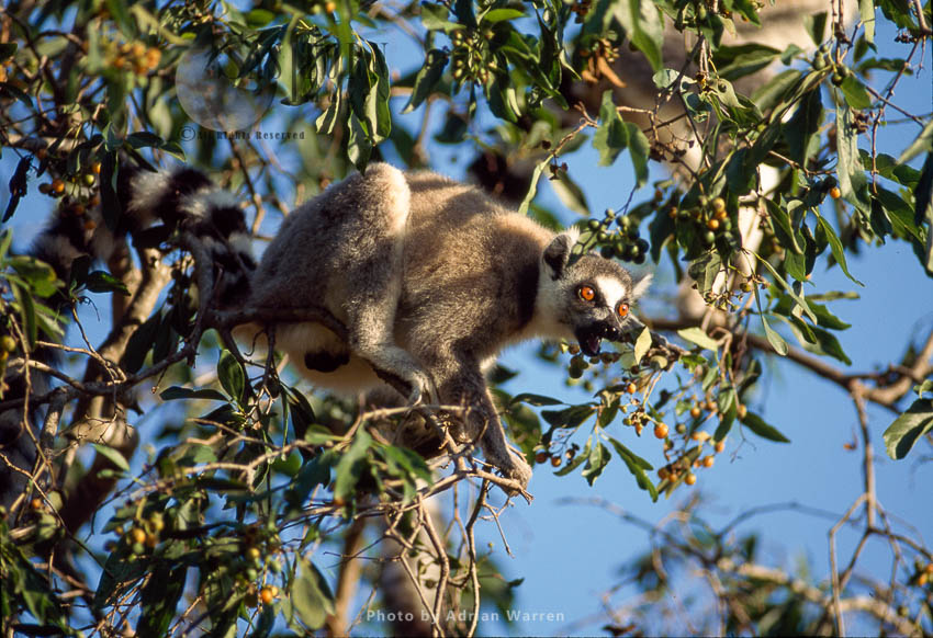Ring-tailed Lemur (Lemur catta) feeding on tree, Berenty, Southern Madagascar