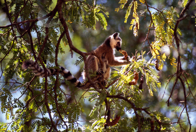 Ring-tailed Lemur (Lemur catta) feeding on fruit of tamarind tree, Berenty, Madagascar