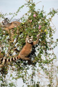 Ring-tailed Lemurs (Lemur catta) feeding on flowers, Berenty, Southern Madagascar