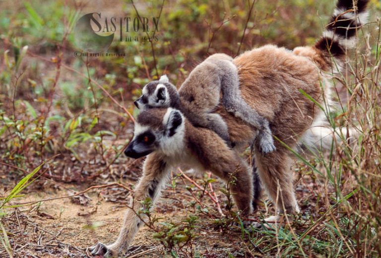 Ring-tailed Lemur (Lemur catta) female with baby, Berenty, Southern Madagascar