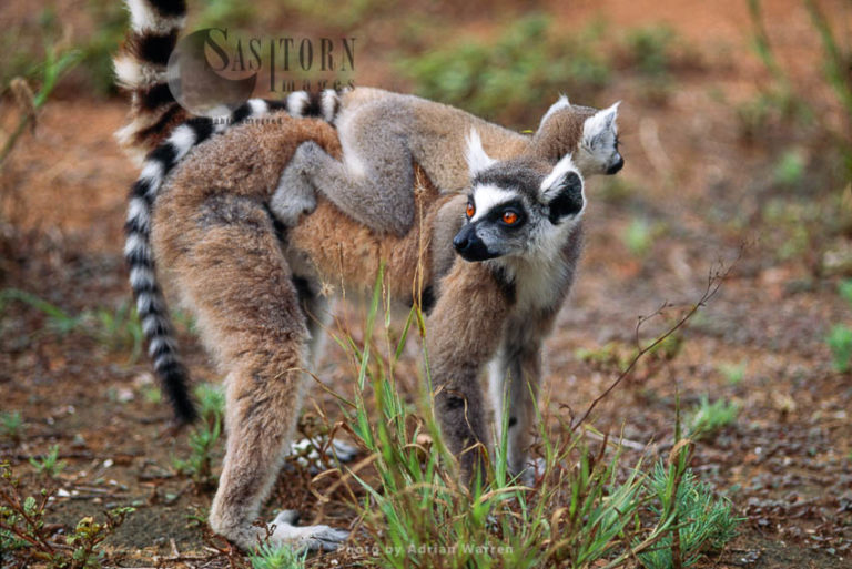 Ring-tailed Lemurs (Lemur catta) female carrying baby on back, Berenty, Southern Madagascar