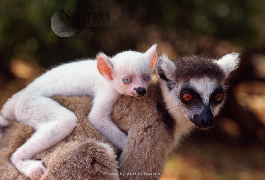Ring-tailed Lemurs (Lemur catta): all white baby male albino lemur on mother back, Berenty, Madagascar