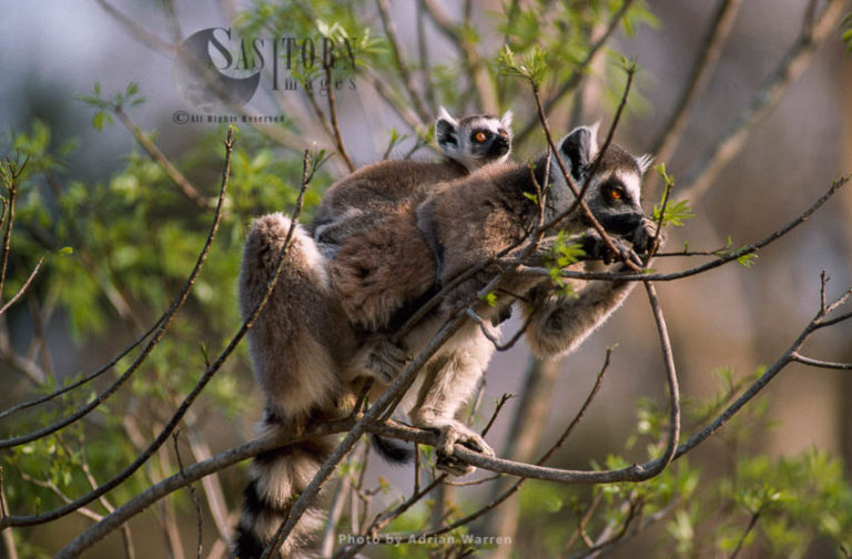 Ring-tailed Lemurs (Lemur catta) mother and baby feeding on tree, Berenty, Southern Madagascar