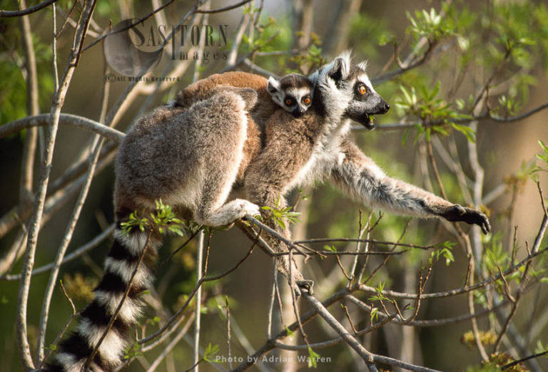 Ring-tailed Lemurs (Lemur catta) mother and baby feeding on tree, Berenty, Southern Madagascar