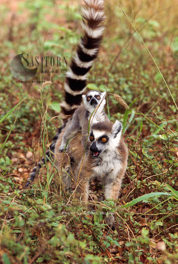Ring-tailed Lemurs (Lemur catta) female carrying baby on back, Berenty, Southern Madagascar