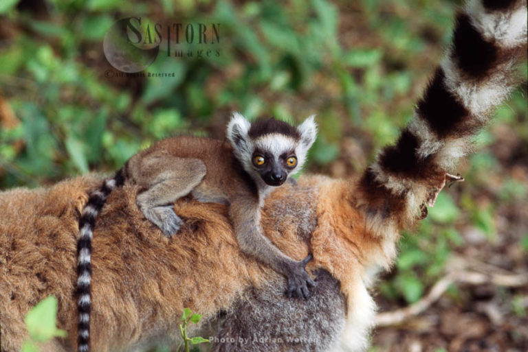 Ring-tailed Lemur(Lemur catta) baby lemur clinging on mum's back, Berenty, Southern Madagascar