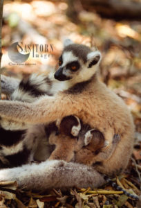 Ring-tailed Lemurs (Lemur catta) female  with twin babies, Berenty, Southern Madagascar 