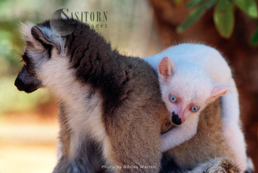 Ring-tailed Lemurs (Lemur catta): all white baby male albino lemur on mother back, Berenty, Madagascar