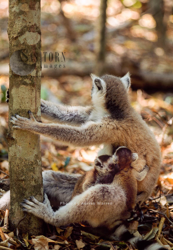 Ring-tailed Lemurs (Lemur catta) female  with twin babies, Berenty, Southern Madagascar