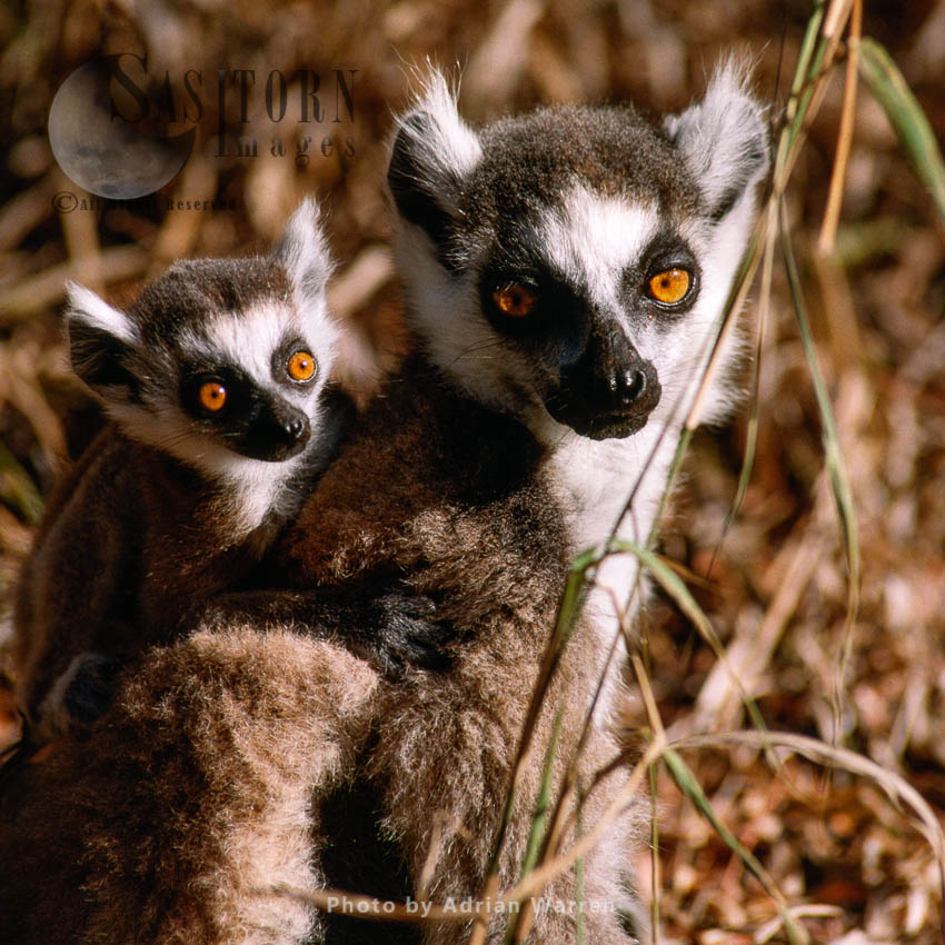 Ring-tailed Lemurs (Lemur catta) female  with baby suckling, Berenty, Southern Madagascar