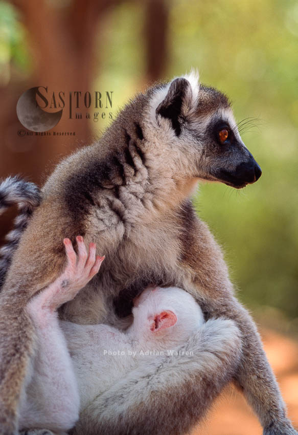 Ring-tailed Lemurs (Lemur catta): all white albino baby lemur suckles on mother, Berenty, Southern Madagascar
