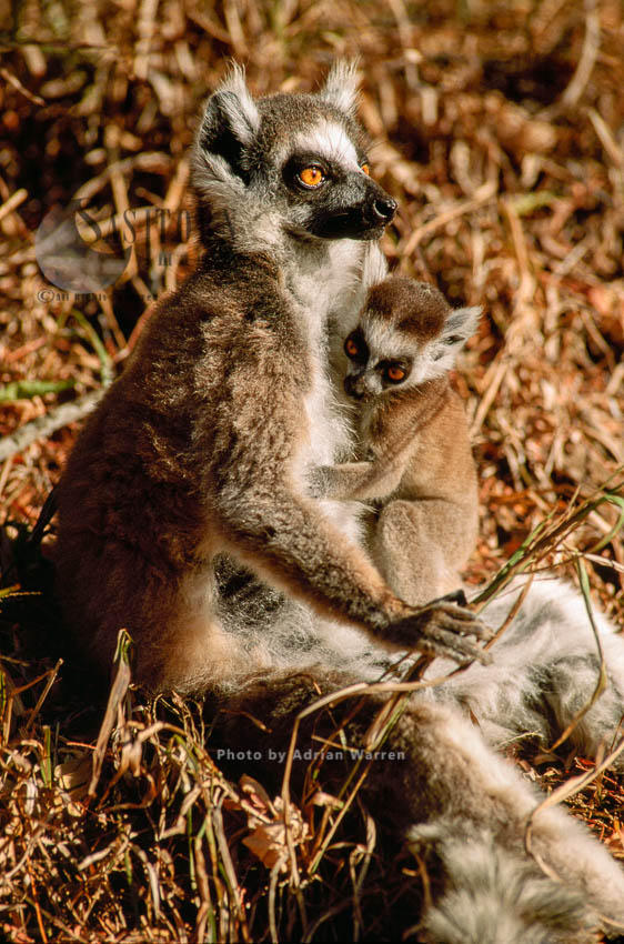 Ring-tailed Lemurs (Lemur catta) female  with baby suckling, Berenty, Southern Madagascar