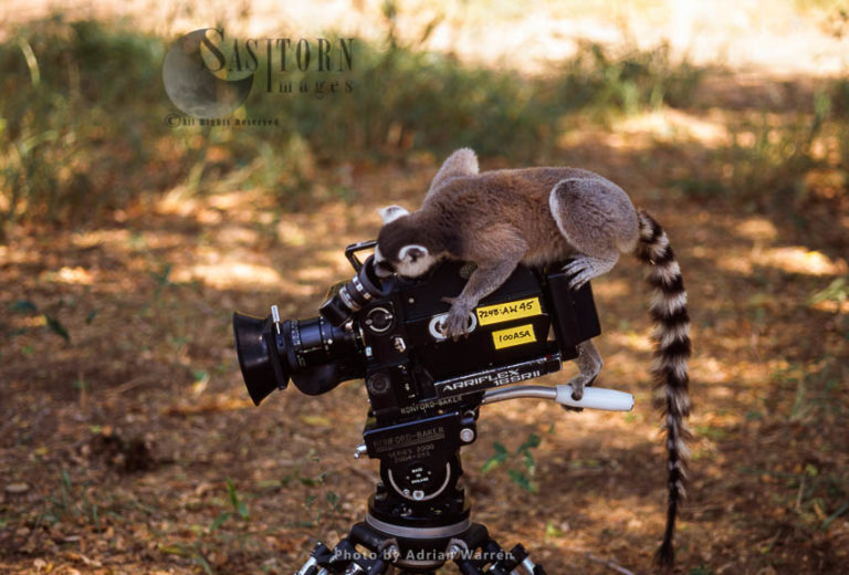 Ring-tailed Lemur (Lemur catta) on camera filming, Berenty, Southern Madagascar