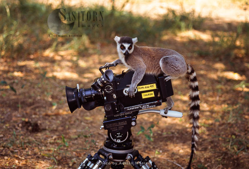 Ring-tailed Lemur (Lemur catta) on camera, Berenty, Southern Madagascar