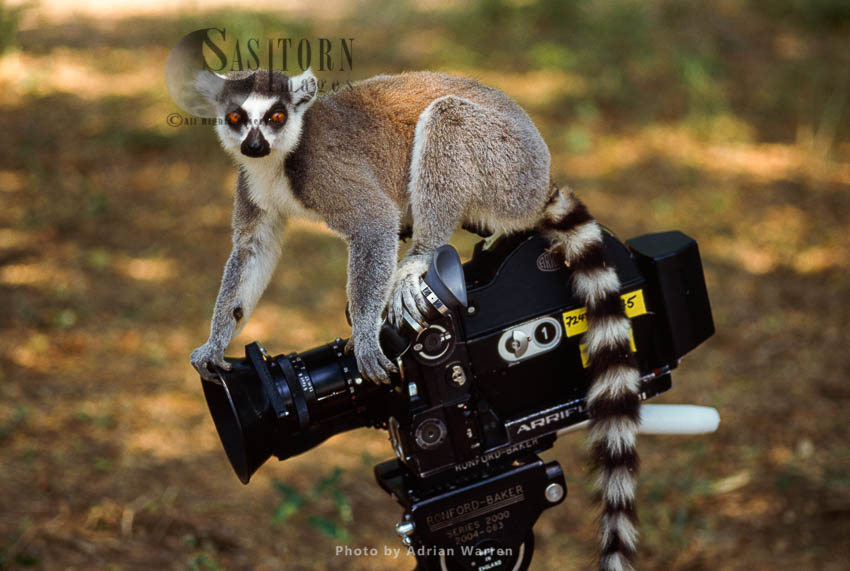 Ring-tailed Lemur (Lemur catta) on camera, Berenty, Southern Madagascar